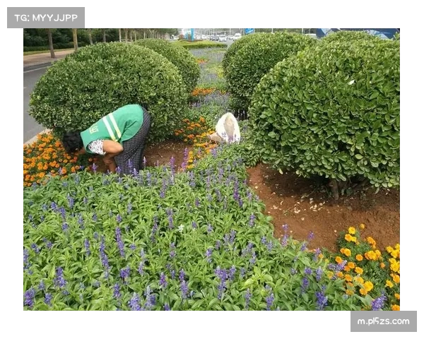 草皮养护体系需适应不同气候条件 干燥场地影响传球速度与精度